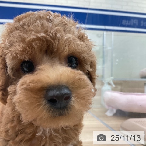 トイ・プードルの写真