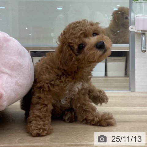 トイ・プードルの写真