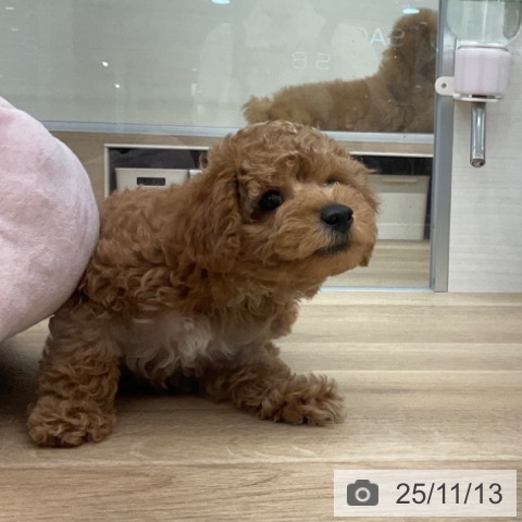 トイ・プードルの写真