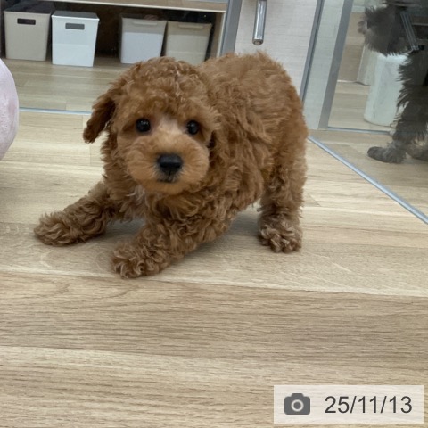 トイ・プードルの写真