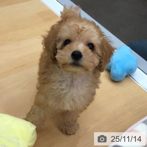 熊本県のトイプードル(トイ) (ペットプラス 熊本店/2025年9月10日生まれ/男の子/アプリコット)の子犬の4枚目の画像