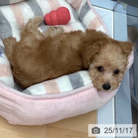 熊本県のトイプードル(トイ) (ペットプラス 熊本店/2025年9月10日生まれ/男の子/アプリコット)の子犬の3枚目の画像