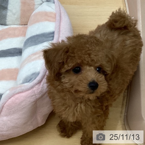 トイ・プードルの写真