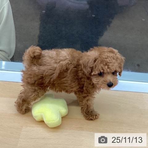 トイ・プードルの写真