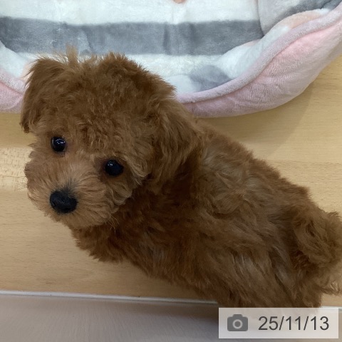 トイ・プードルの写真