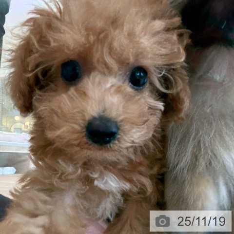 福岡県のトイプードル(トイ) (ペットプラス ららぽーと福岡店/2025年9月10日生まれ/女の子/アプリコット)の子犬の4枚目の画像