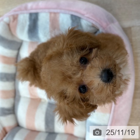 福岡県のトイプードル(トイ) (ペットプラス ららぽーと福岡店/2025年9月10日生まれ/女の子/アプリコット)の子犬の3枚目の画像