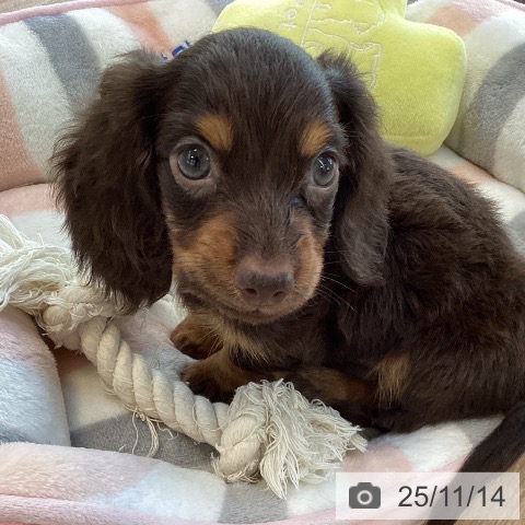 福岡県のカニンヘンダックスフンド(ロング) (ペットプラス 春日店/2025年9月9日生まれ/男の子/チョコレートタン)の子犬の4枚目の画像
