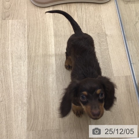 福岡県のカニンヘンダックスフンド(ロング) (ペットプラス 春日店/2025年9月9日生まれ/男の子/チョコレートタン)の子犬の3枚目の画像