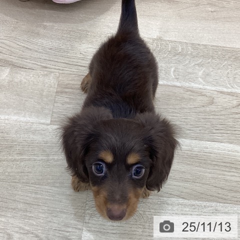 カニーンヘン・ダックスフンドの写真