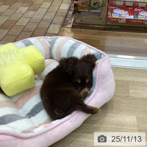 カニーンヘン・ダックスフンドの写真