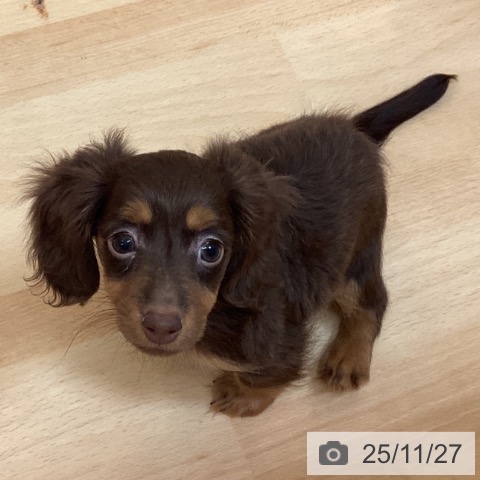 福岡県のカニンヘンダックスフンド(ロング) (ペットプラス 福岡伊都店/2025年9月11日生まれ/男の子/チョコレートタン)の子犬の4枚目の画像