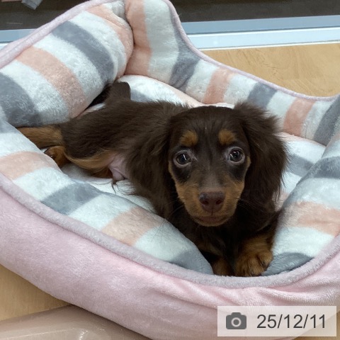 熊本県のカニンヘンダックスフンド(ロング) (ペットプラス 熊本店/2025年9月11日生まれ/男の子/チョコレートタン)の子犬の4枚目の画像