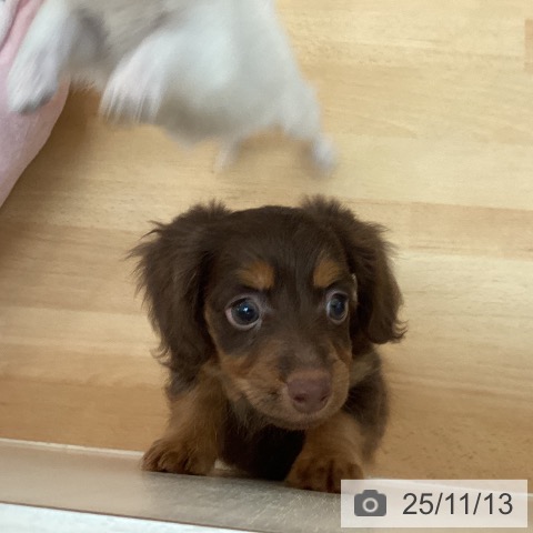 カニーンヘン・ダックスフンドの写真