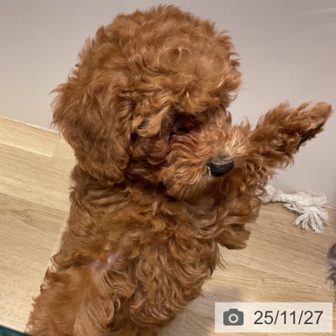 福岡県のトイプードル(トイ) (ペットプラス 香椎浜店/2025年9月10日生まれ/女の子/レッド)の子犬の4枚目の画像