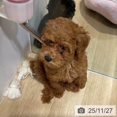 福岡県のトイプードル(トイ) (ペットプラス 香椎浜店/2025年9月10日生まれ/女の子/レッド)の子犬の3枚目の画像