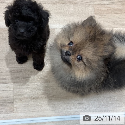 トイ・プードルの写真