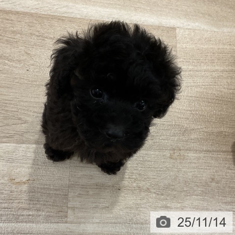 トイ・プードルの写真