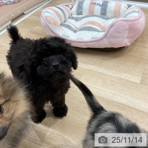 トイ・プードルの写真