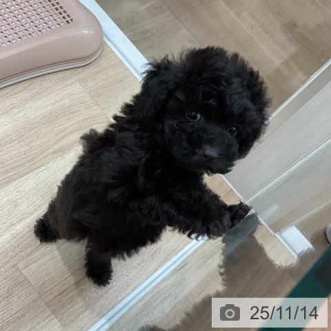 トイ・プードルの写真