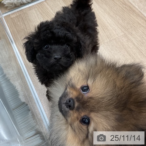 トイ・プードルの写真