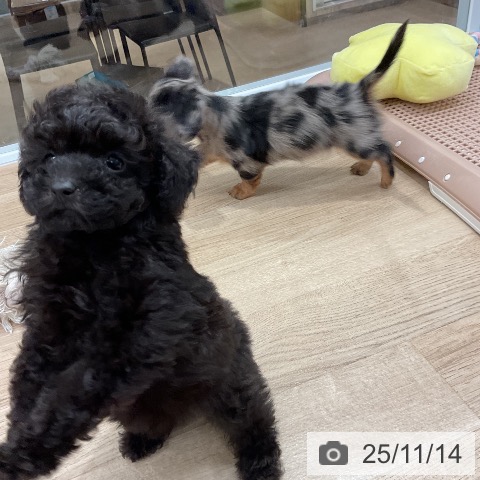 トイ・プードルの写真