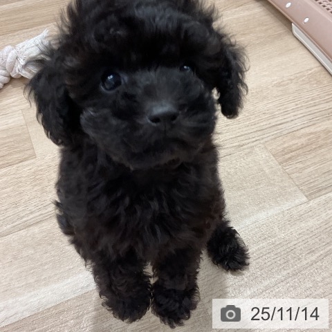 トイ・プードルの写真