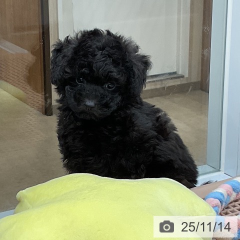 トイ・プードルの写真