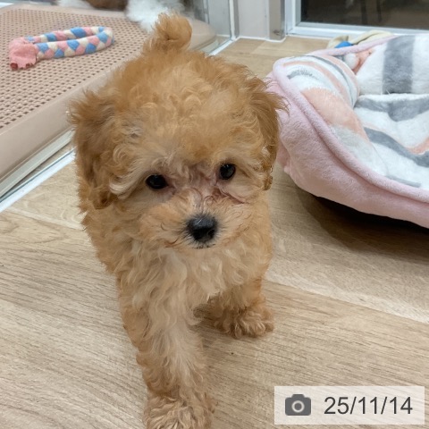 トイ・プードルの写真