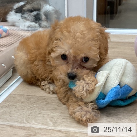 トイ・プードルの写真