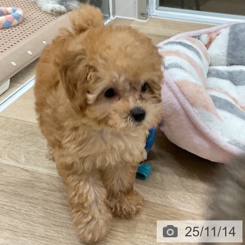 トイ・プードルの写真