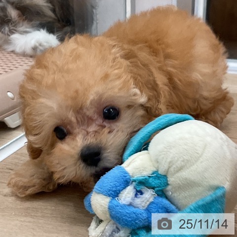 トイ・プードルの写真