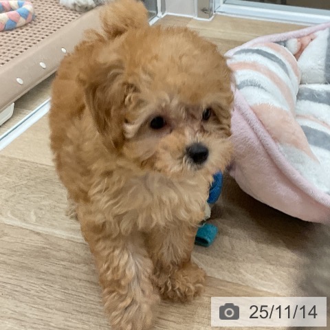 トイ・プードルの写真