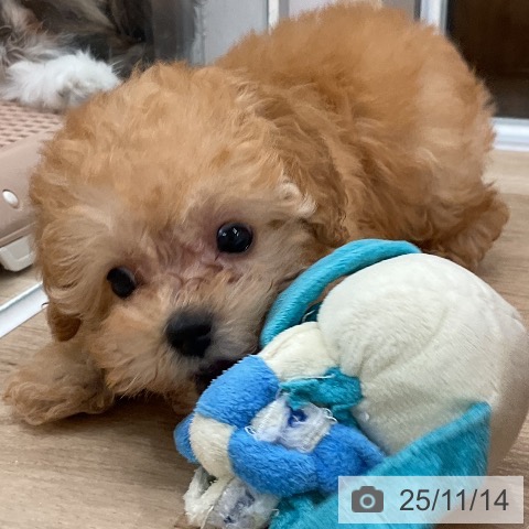 トイ・プードルの写真