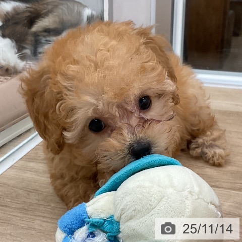 トイ・プードルの写真