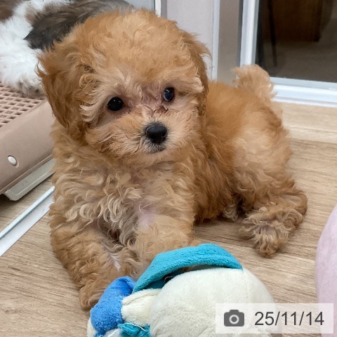 トイ・プードルの写真