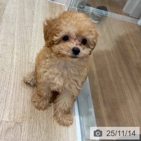 トイ・プードルの写真