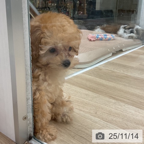 トイ・プードルの写真