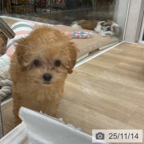 トイ・プードルの写真