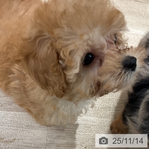 トイ・プードルの写真