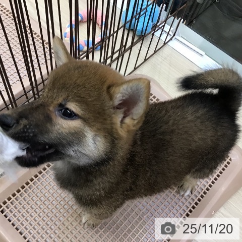 沖縄県の柴犬(標準サイズ) (ペットプラス 沖縄ライカム店/2025年9月9日生まれ/男の子/赤)の子犬の4枚目の画像