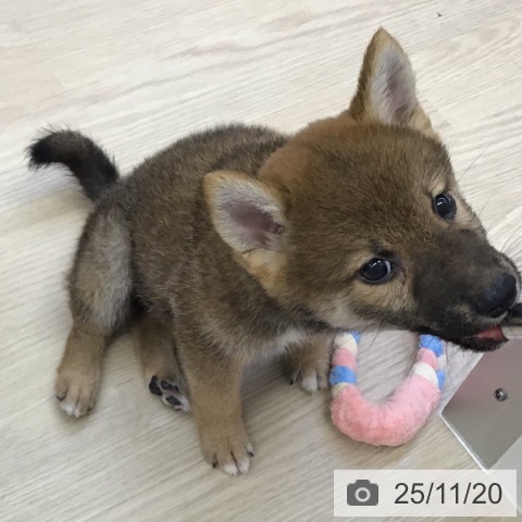 沖縄県の柴犬(標準サイズ) (ペットプラス 沖縄ライカム店/2025年9月9日生まれ/男の子/赤)の子犬の3枚目の画像