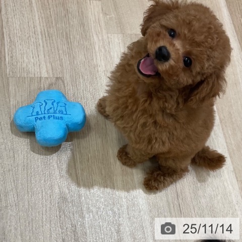 トイ・プードルの写真