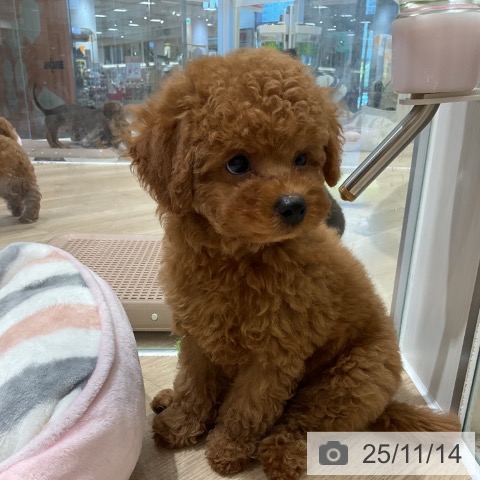 トイ・プードルの写真