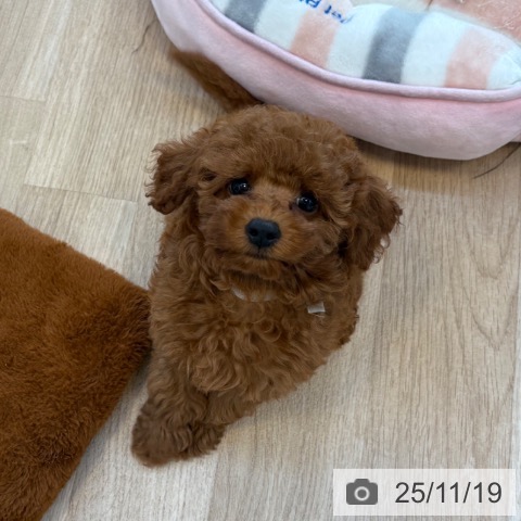 福岡県のトイプードル(トイ) (ペットプラス ららぽーと福岡店/2025年9月12日生まれ/女の子/レッド)の子犬の3枚目の画像