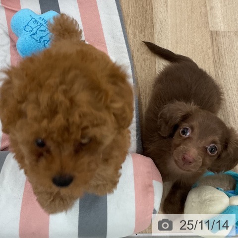 カニーンヘン・ダックスフンドの写真