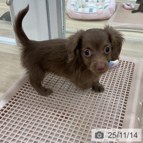 カニーンヘン・ダックスフンドの写真