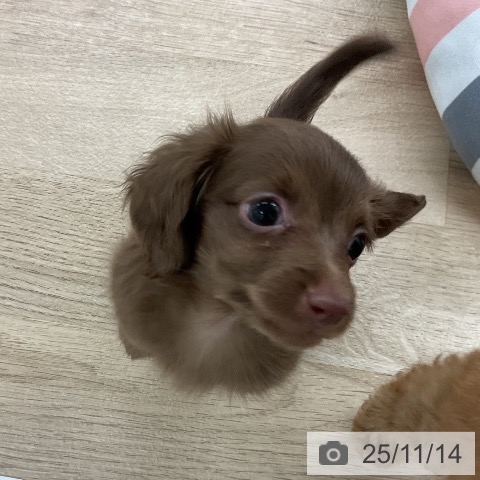 カニーンヘン・ダックスフンドの写真