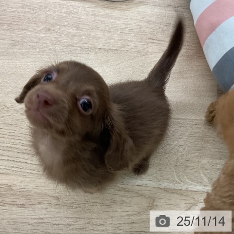 カニーンヘン・ダックスフンドの写真