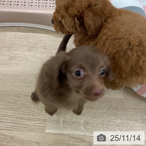 カニーンヘン・ダックスフンドの写真